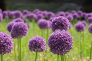 Allium, Bloemen, Planten, Mooie Bloemen