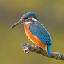 Mac HD SSD:Users:groenvorm:Desktop:Common_Kingfisher_Alcedo_atthis.jpg