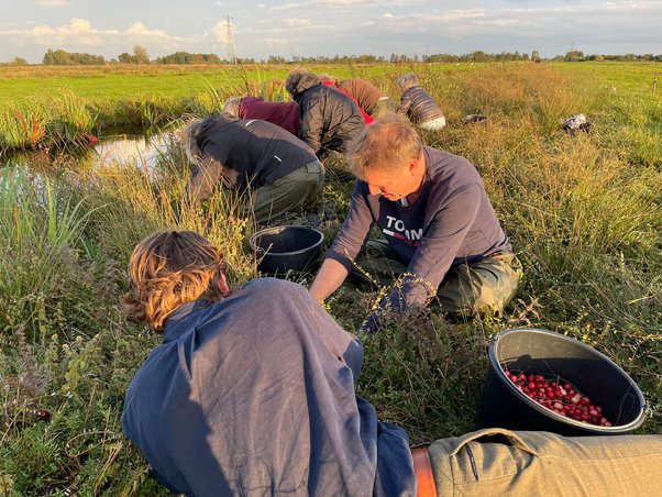 Cranberries plukken